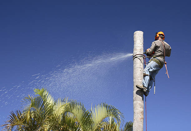 How Our Tree Care Process Works  in  Charleston, WV